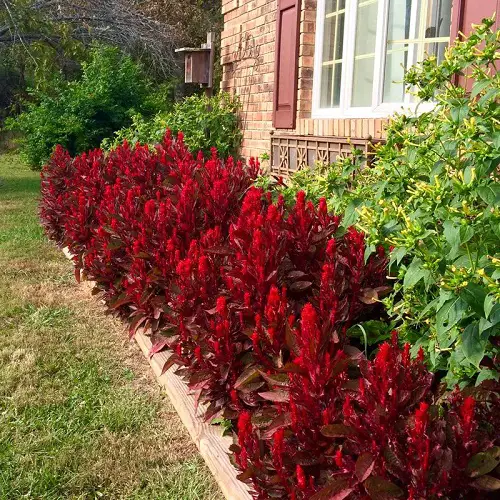 Celosia Dragon's Breath Information