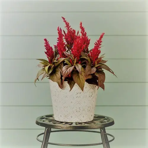 Celosia Dragon's Breath Care