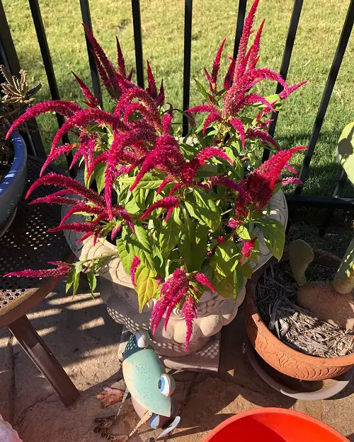 Best Pot Size for Growing Celosia