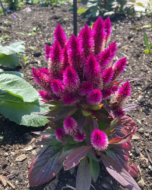 Celosia Plant Care