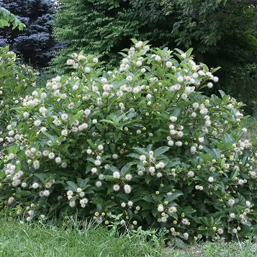 Bushes and Shrubs with Small White Fragrant Flowers