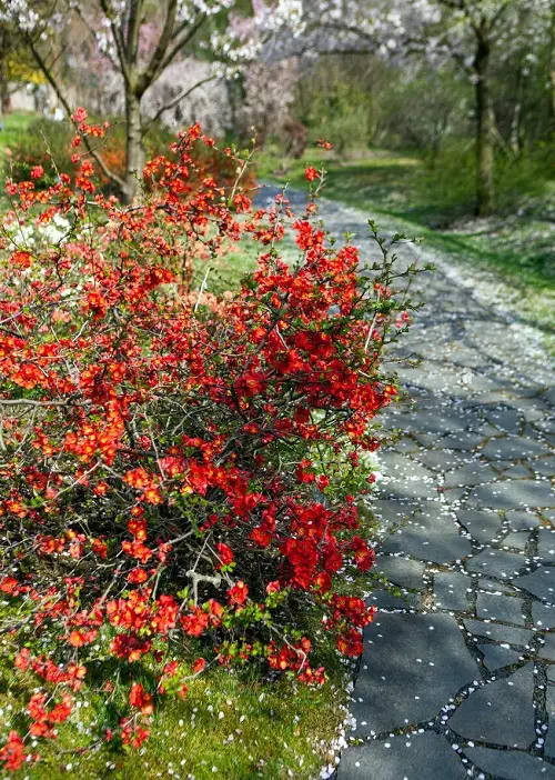best The Most Magnificent Flowers to Put on Hedges