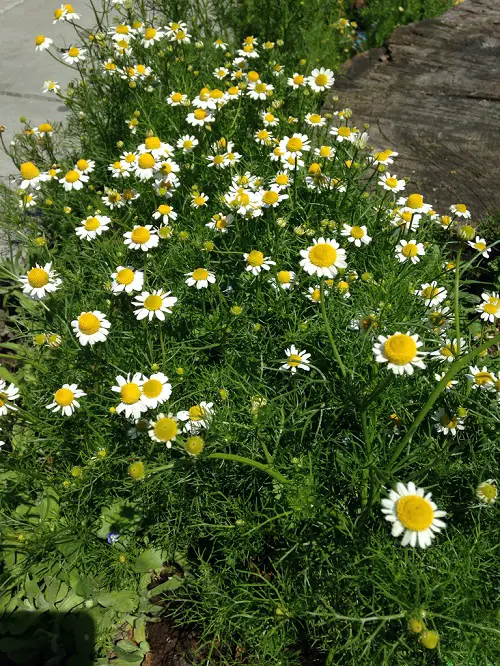 Plants That Look Like Dill