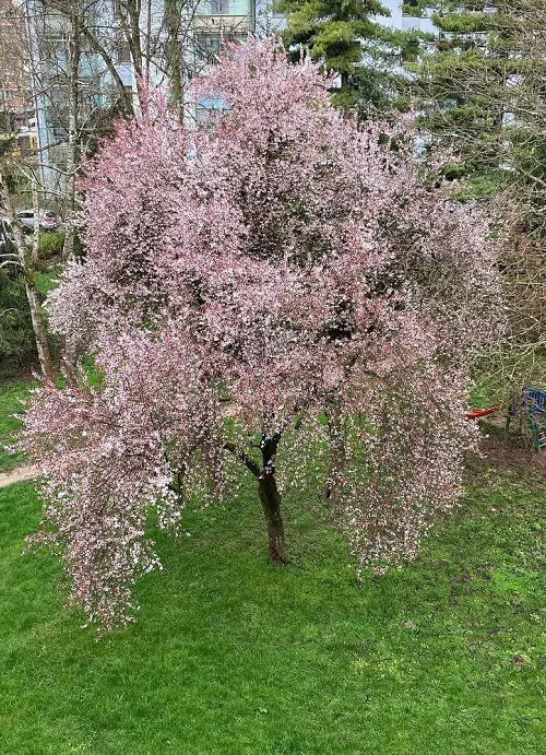 lovely Top Fragrance Trees