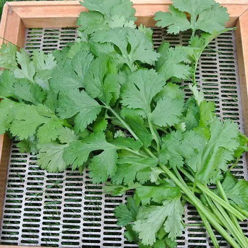 top Various Sorts of Coriander and Cilantro 
