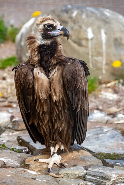 Ugliest Birds in the World
