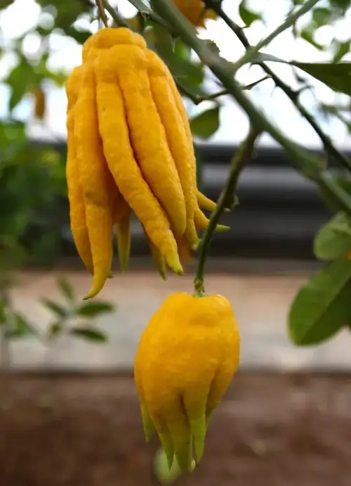 Plants Resembling Human Body Parts