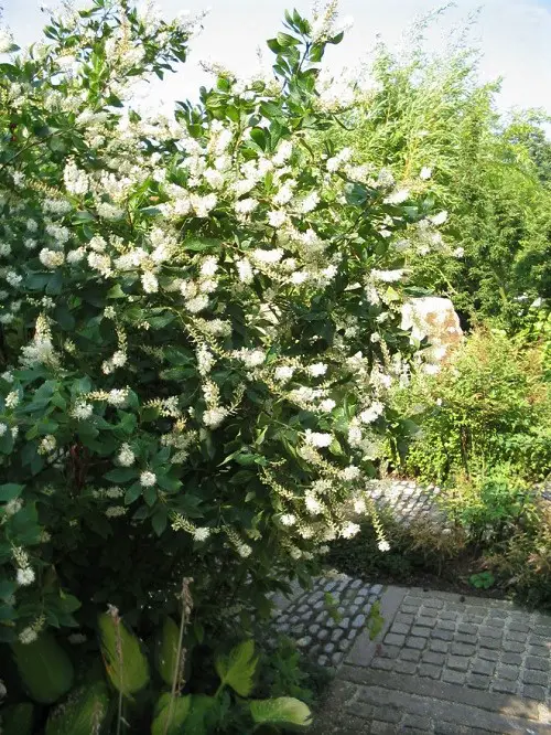 best Shrubs and Bushes with Tiny Pleasant White Flowers