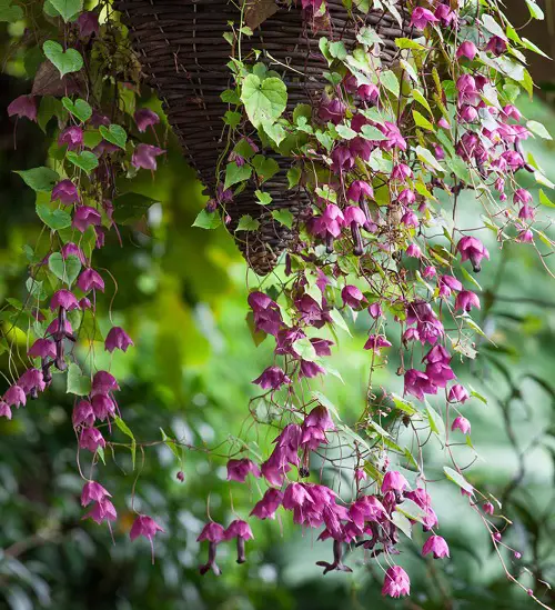 best Greatest Trailing Perennials for Basket Hangings 