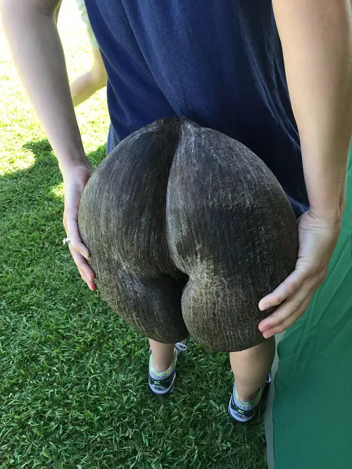 Strange Plants That Remind Them of Buttocks