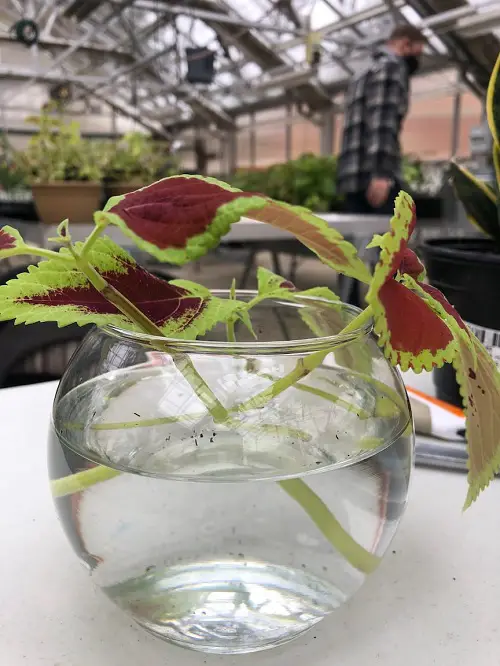 Plants to Grow in Glass Bowls of Water