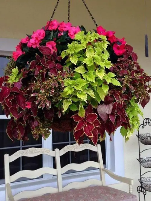 For hanging baskets, the best trailing perennials are 