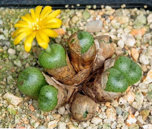  Types of Conophytum Varieties