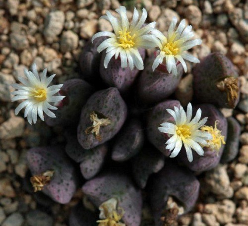  Types of Conophytum Varieties