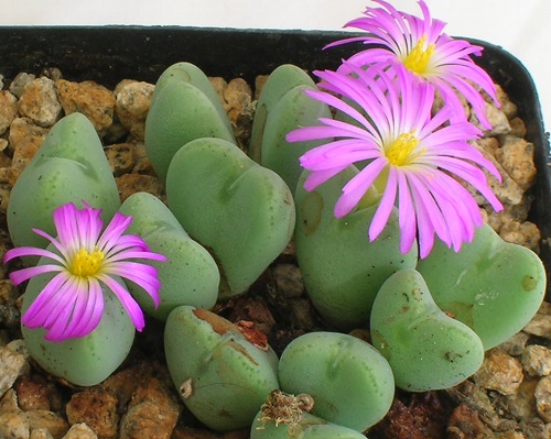 best Types of Conophytum Varieties in pot
