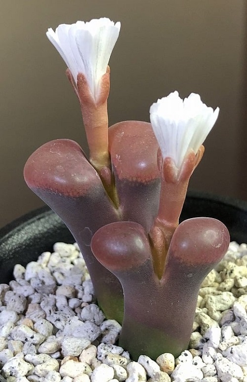  Types of Conophytum Varieties