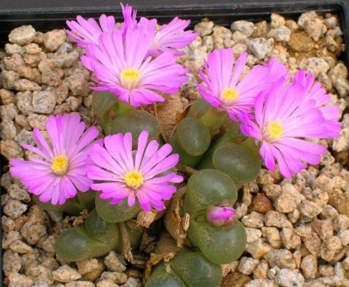 The Greatest Conophytum Varieties 