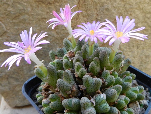 best Types of Conophytum Varieties