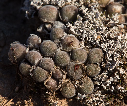 top Best Types of Conophytum Varieties
