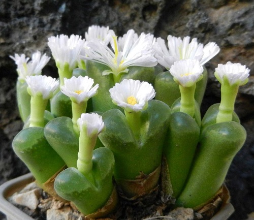 best Types of Conophytum Varieties