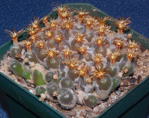 best Top Conophytum Varieties Types 