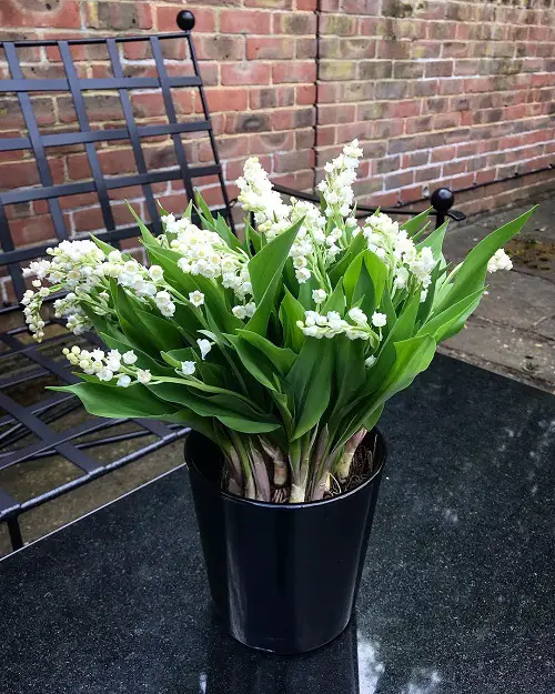 White Fragrant Flowers in black pot