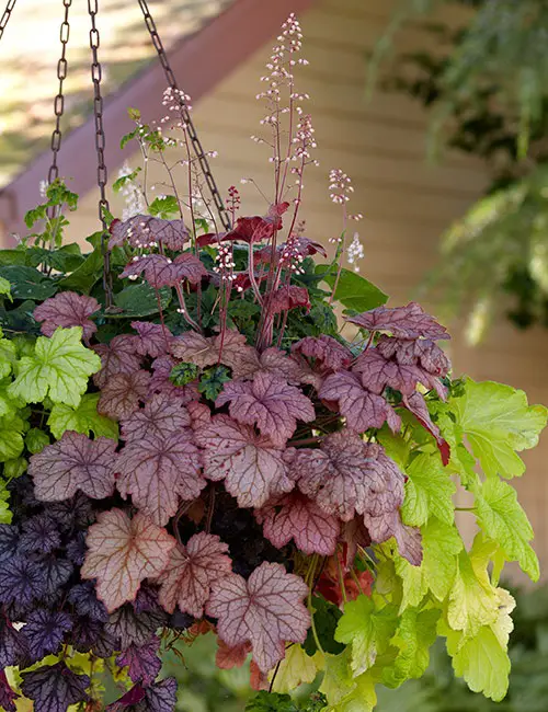 Best Trailing Perennials for Hanging Baskets