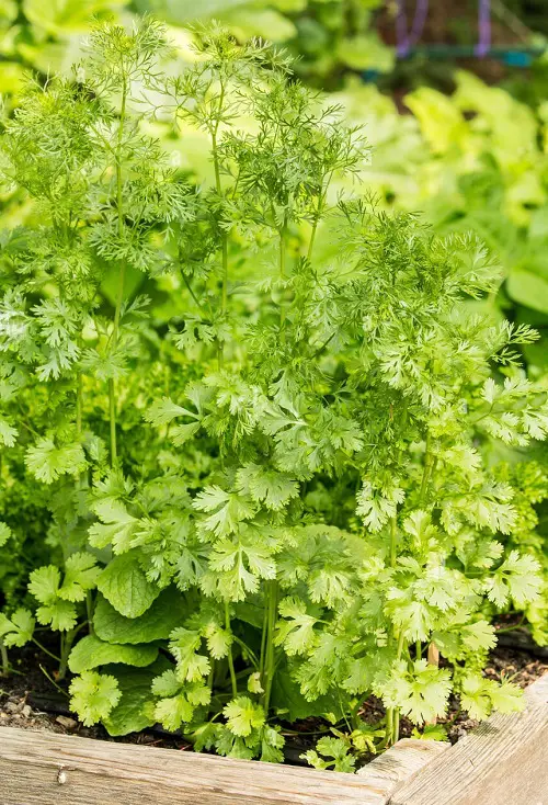 top Edible Plants that Grow in Shade