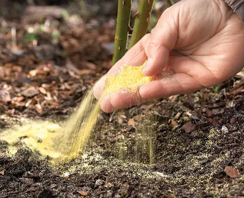 Common Items in Home to Solve All of Pest Problems 13