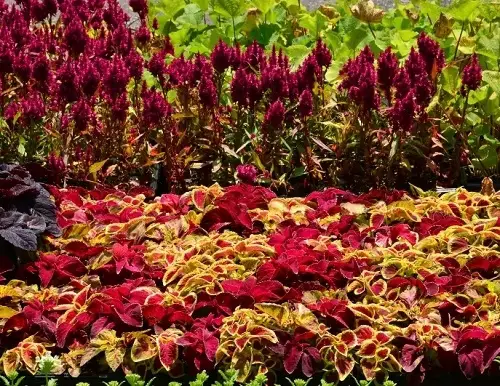 Amazing Celosia Companion Plants