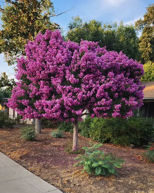 best Top Fragrance Trees