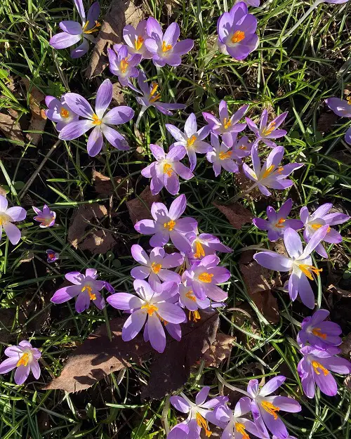 Amazing Best Scented Purple Flowers