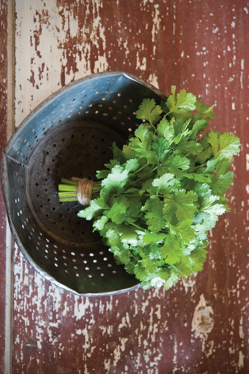 Types of Cilantro and Coriander