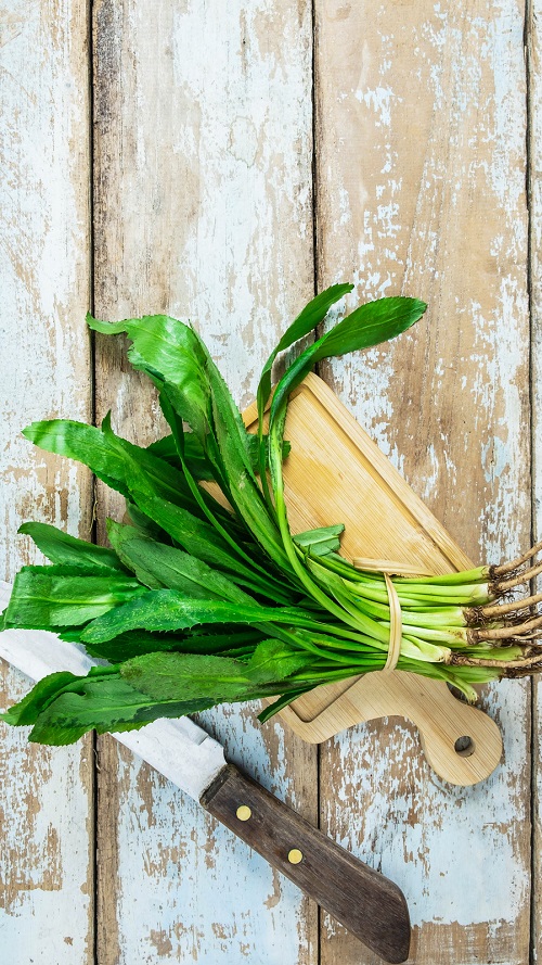 top best Other Herbs That are Called Cilantro or Coriander