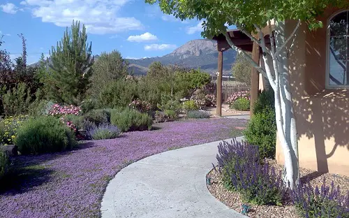 Amazing Creeping Thyme Lawn Ideas 