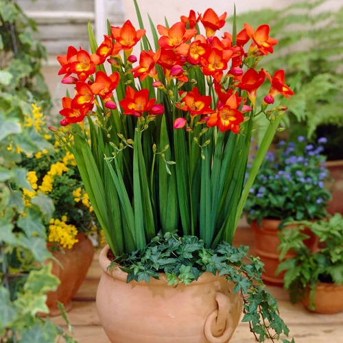 Beautiful Greek Flowers for the Home and Garden