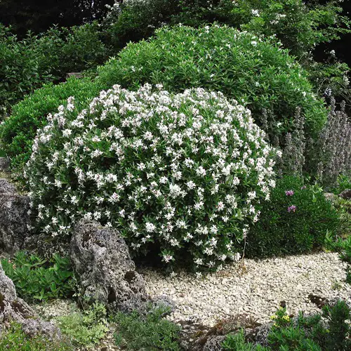 Bushes with Small White Fragrant Flowers