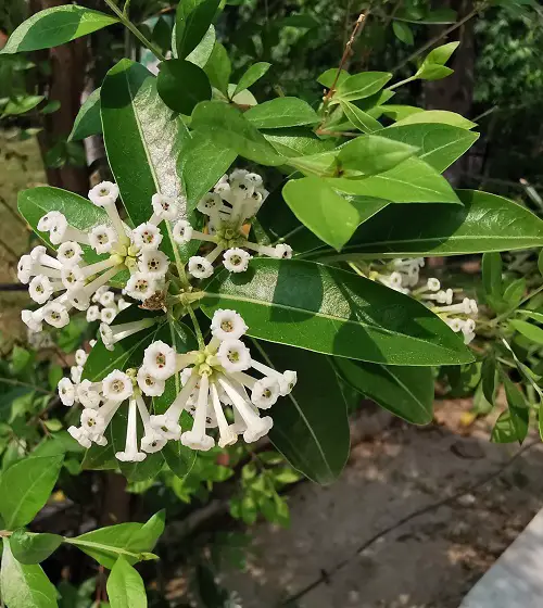 White Fragrant Flowers 