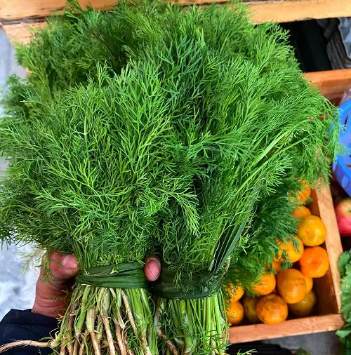 Different Types of Cilantro and Coriander 7