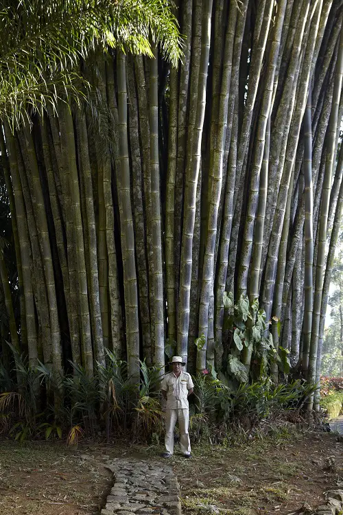 beautiful Bamboo Plants to Grow in Gardens
