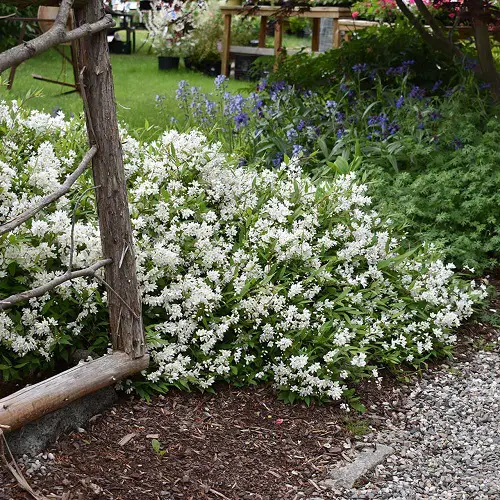 lovely Shrubs and Bushes with Tiny Scented White Flowers