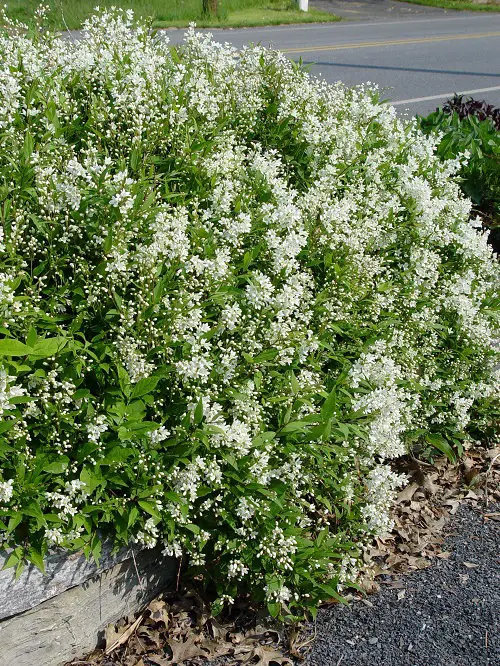 The Most Magnificent Flowers to Put on Hedges