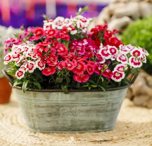 Pink Flower Types for a Garden
