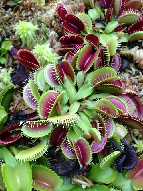 best Astonishing Plants with an Alien-Semblance 