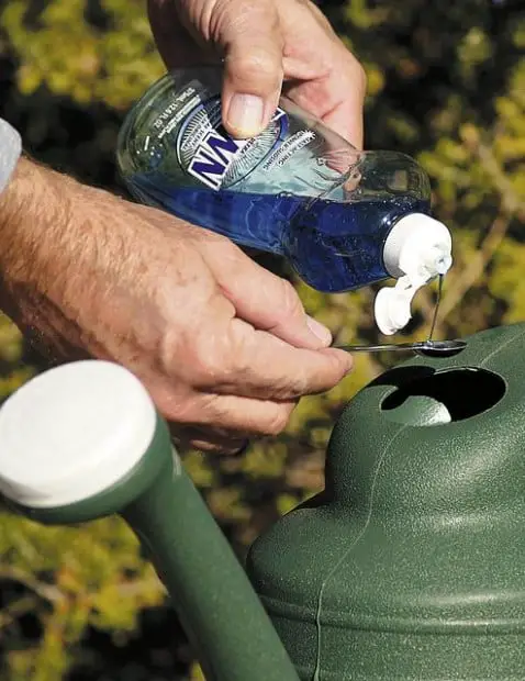 Common household items use in home for pest control