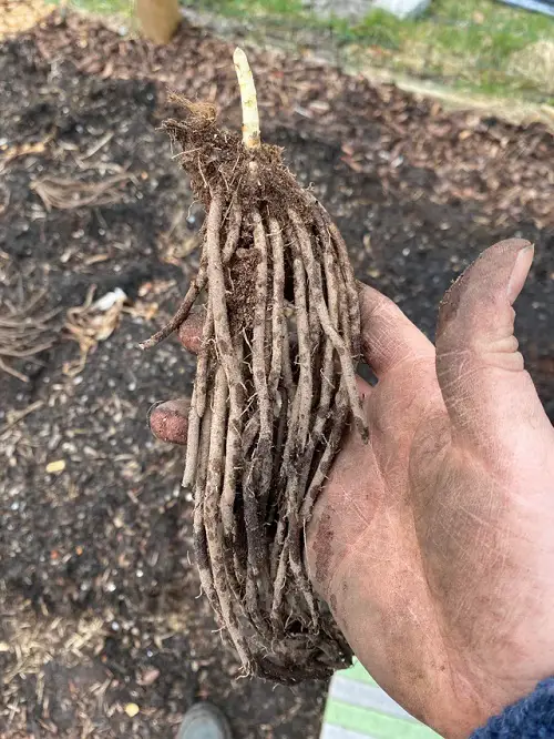 Asparagus dormancy Stages