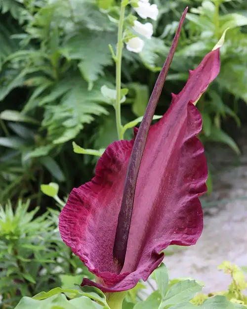 Astonishing Plants with an Alien-Semblance 