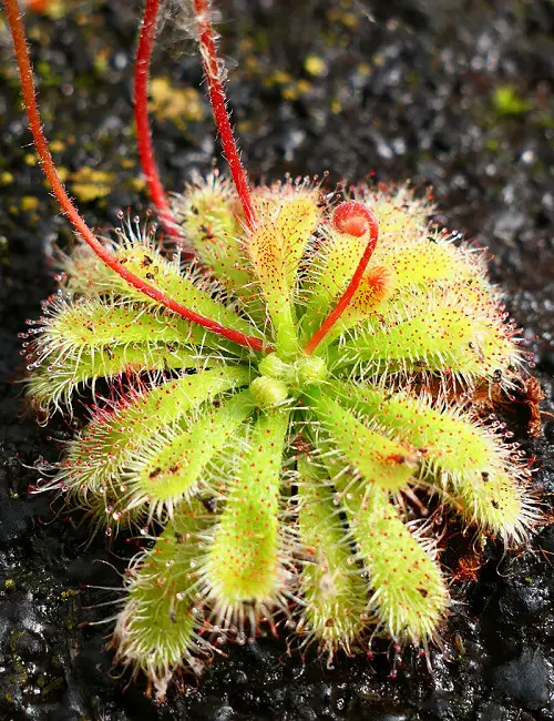 best Alien-Looking Plants that Are Striking