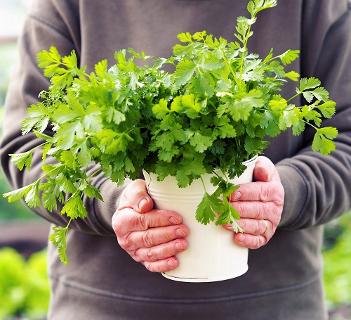 Different Types of Cilantro and Coriander in garden