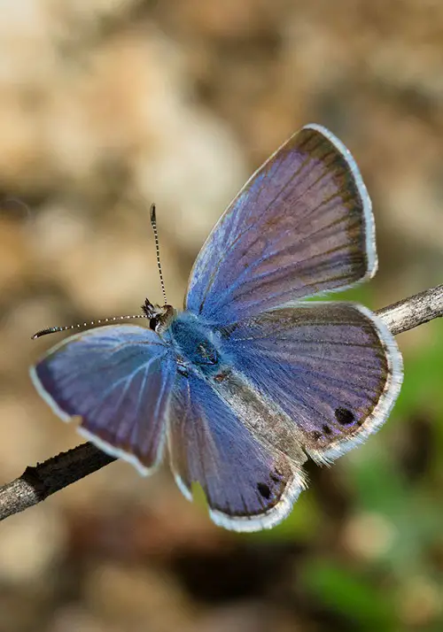 Black and Blue Butterflies on stem